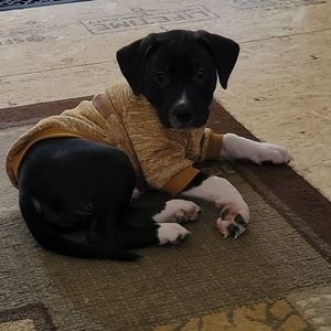 NWT blue dog sweater shirt size small